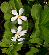 White plumeria reflected in the water.
