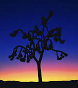 Photo of a Joshua Tree at sunrise.