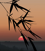 Bamboo leaves dark against the setting sun.