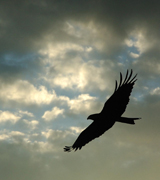 Eagle flying in a cloudy sky