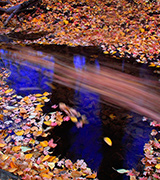 Blue autumn stream with colored leaves.