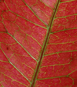 Close up of a red leaf with green veins.