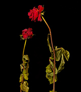 Two dried red roses against a dark background.